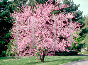 Picture of Cercis canadensis 