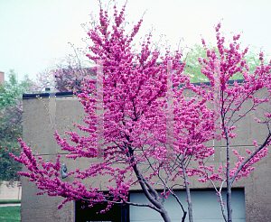 Picture of Cercis reniformis 'Oklahoma'