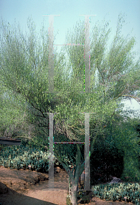 Picture of Parkinsonia microphylla 