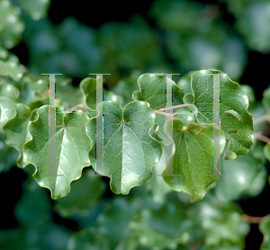 Picture of Cercis mexicana 