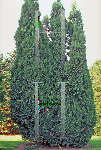 Picture of Chamaecyparis lawsoniana 