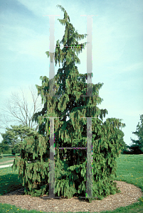 Picture of Chamaecyparis nootkatensis 'Pendula'