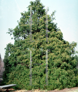 Picture of Chamaecyparis pisifera 'Filifera'