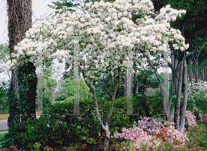 Picture of Chionanthus retusus 