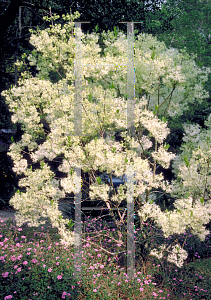 Picture of Chionanthus virginicus 