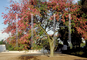 Picture of Ceiba speciosa 