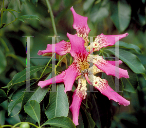 Picture of Ceiba speciosa 