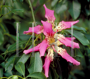 Picture of Ceiba speciosa 