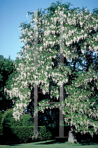 Picture of Cladrastis lutea 