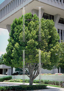 Picture of Coccoloba diversifolia 