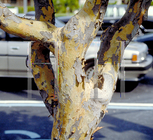 Picture of Coccoloba diversifolia 