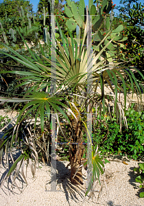 Picture of Coccothrinax argentata 