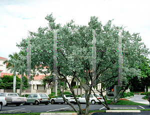 Picture of Conocarpus erectus var. sericeus 