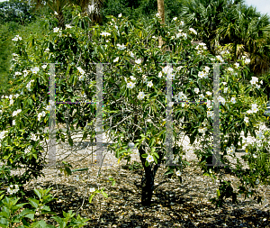 Picture of Cordia boissieri 