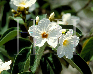 Picture of Cordia boissieri 