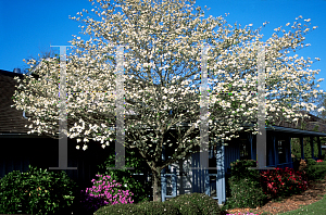 Picture of Cornus florida 