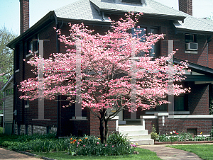 Picture of Cornus florida f. rubra 