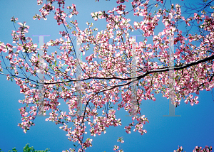 Picture of Cornus florida 'Cherokee Chief'