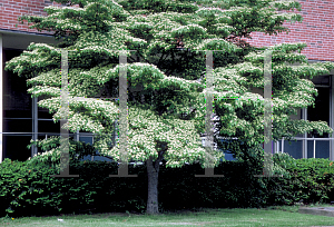 Picture of Cornus kousa 