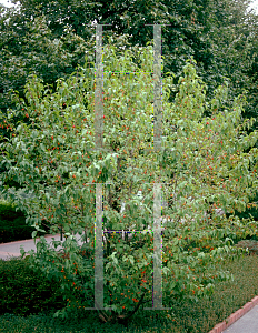 Picture of Cornus mas 'Golden Glory'