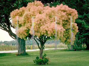 Picture of Cotinus coggygria 