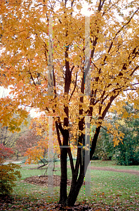 Picture of Cotinus obovatus 