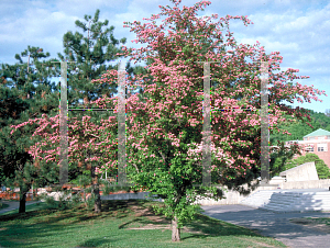 Picture of Crataegus laevigata 