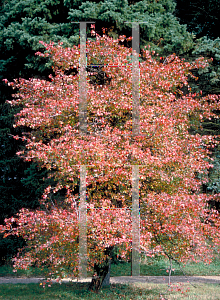 Picture of Crataegus phaenopyrum 