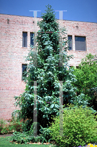 Picture of Cunninghamia lanceolata 