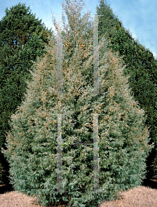 Picture of Cupressus arizonica var. glabra 'Carolina Safire'