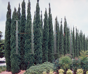 Picture of Cupressus sempervirens 