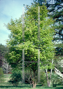 Picture of Pseudocydonia sinensis 