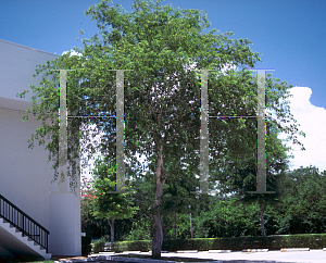 Picture of Dalbergia sissoo 