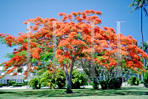 Picture of Delonix regia 