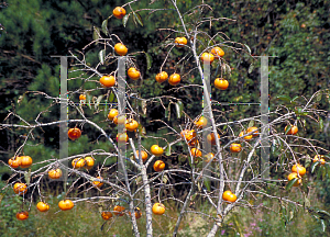 Picture of Diospyros kaki 