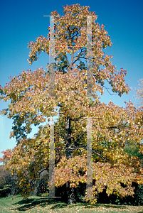 Picture of Diospyros virginiana 