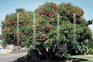 Picture of Erythrina crista-galli 