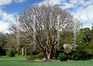 Picture of Erythrina variegata var. orientalis 