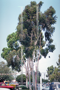 Picture of Eucalyptus citriodora 