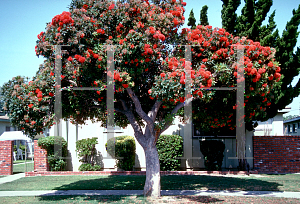 Picture of Eucalyptus ficifolia 