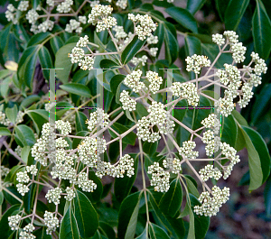 Picture of Tetradium daniellii 