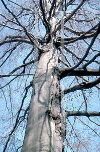 Picture of Fagus grandifolia 