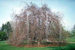 Picture of Fagus sylvatica 'Pendula'