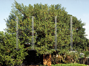 Picture of Ficus aurea 