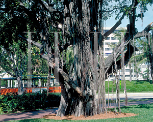 Picture of Ficus benjamina 