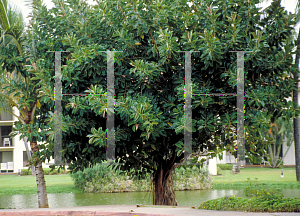Picture of Ficus elastica 
