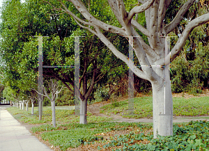 Picture of Ficus microcarpa 