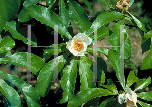 Picture of Franklinia alatamaha 