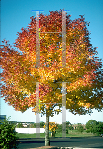 Picture of Fraxinus americana 'Junginger (Autumn Purple)'