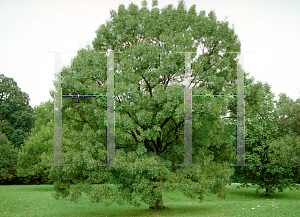 Picture of Fraxinus excelsior 